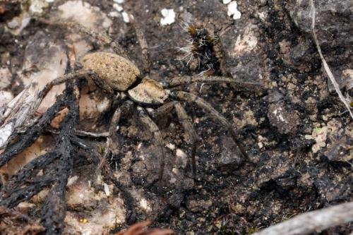 Nomisia sp.